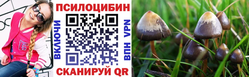 Псилоцибиновые грибы Psilocybe  Железногорск-Илимский 